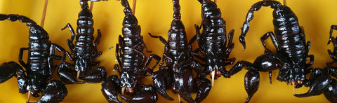 Insects, the best thing that happened to veganism?