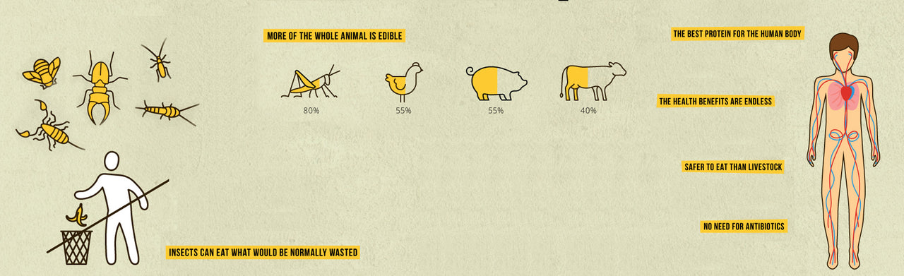 20 Reasons Why Insects Will Be a Staple of Our Diet In 10 Years ...