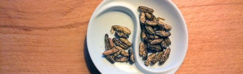 Research Shows Humans Can Digest Insects