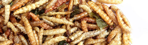 If Vegans Ate Insects, They Would Lessen Animal Suffering