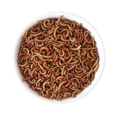 Dried edible buffalo worms