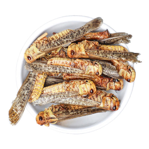 Unseasoned Edible Insects